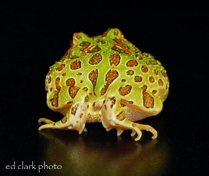 004 - Ceratophrys ornata.jpg